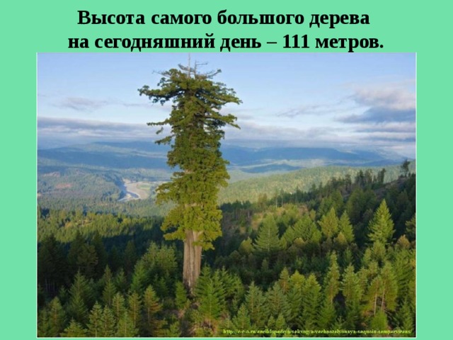 Высота самого большого дерева  на сегодняшний день – 111 метров. 
