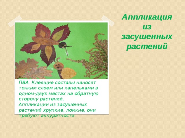 Аппликация из засушенных растений   Плотные листья приклеивают ПВА. Клеящие составы наносят тонким слоем или капельками в одном-двух местах на обратную сторону растений. Аппликации из засушенных растений хрупкие, ломкие, они требуют аккуратности. 