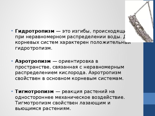 Гидротропизм  — это изгибы, происходящие при неравномерном распределении воды. Для корневых систем характерен положитель­ный гидротропизм.  Аэротропизм  — ориентировка в пространстве, связанная с нерав­номерным распределением кислорода. Аэротропизм свойствен в ос­новном корневым системам.  Тигмотропизм  — реакция растений на одностороннее механическое воздействие. Тигмотропизм свойствен лазающим и вьющимся растениям. 