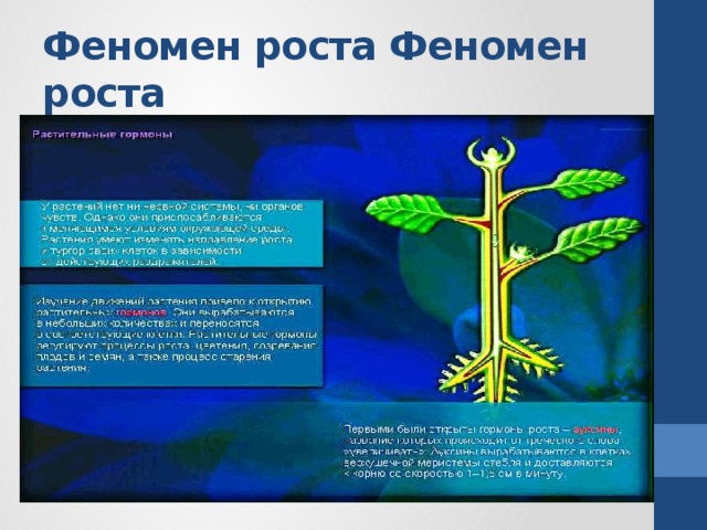 Феномен роста Феномен роста 