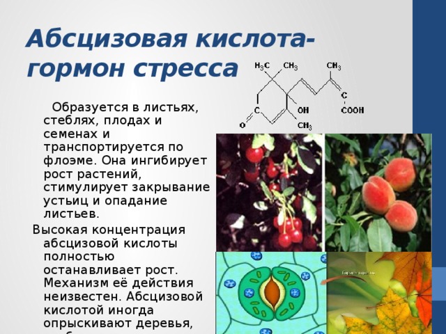 Абсцизовая кислота- гормон стресса  Образуется в листьях, стеблях, плодах и семенах и транспортируется по флоэме. Она ингибирует рост растений, стимулирует закрывание устьиц и опадание листьев. Высокая концентрация абсцизовой кислоты полностью останавливает рост. Механизм её действия неизвестен. Абсцизовой кислотой иногда опрыскивают деревья, чтобы вызвать одновременное опадение плодов. 