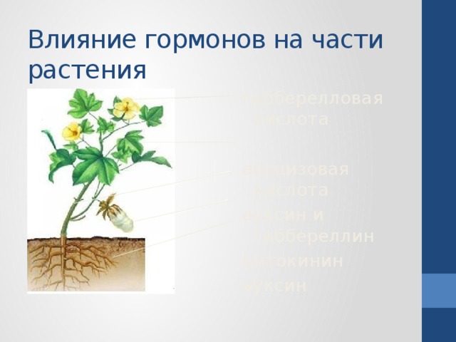 Влияние гормонов на части растения гибберелловая кислота абсцизовая кислота ауксин и гиббереллин цитокинин ауксин 