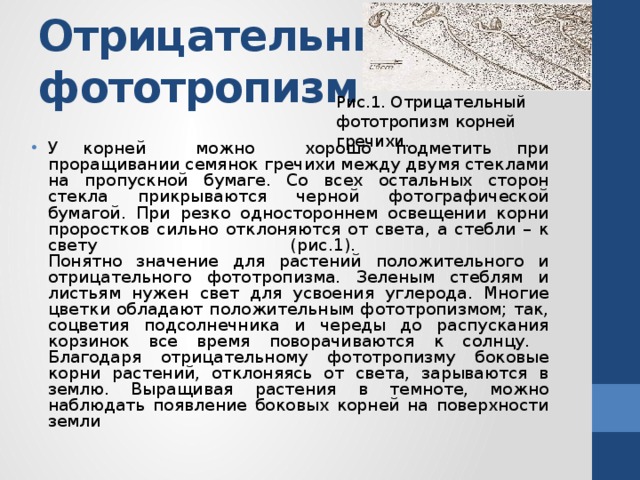 Отрицательный фототропизм Рис.1. Отрицательный фототропизм корней гречихи. У корней можно хорошо подметить при проращивании семянок гречихи между двумя стеклами на пропускной бумаге. Со всех остальных сторон стекла прикрываются черной фотографической бумагой. При резко одностороннем освещении корни проростков сильно отклоняются от света, а стебли – к свету (рис.1).  Понятно значение для растений положительного и отрицательного фототропизма. Зеленым стеблям и листьям нужен свет для усвоения углерода. Многие цветки обладают положительным фототропизмом; так, соцветия подсолнечника и череды до распускания корзинок все время поворачиваются к солнцу.  Благодаря отрицательному фототропизму боковые корни растений, отклоняясь от света, зарываются в землю. Выращивая растения в темноте, можно наблюдать появление боковых корней на поверхности земли   
