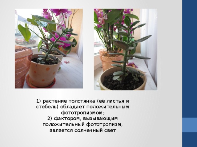 1) растение толстянка (её листья и стебель) обладает положительным фототропизмом; 2) фактором, вызывающим положительный фототропизм, является солнечный свет 