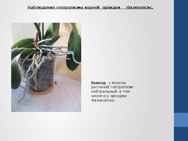   Наблюдение геотропизма корней орхидеи  Фаленопсис. Вывод: у многих растений геотропизм нейтральный, в том числе и у орхидеи Фаленопсис . 