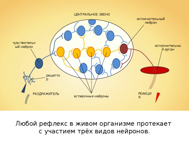 Регуляция жизнедеятельности у животных