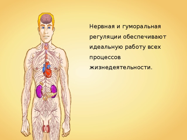 Регуляция жизнедеятельности у животных