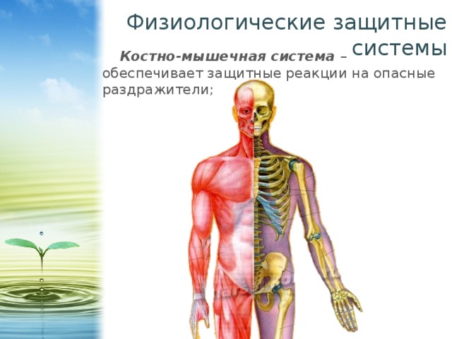 Физиологические защитные системы Костно-мышечная система – обеспечивает защитные реакции на опасные раздражители; 