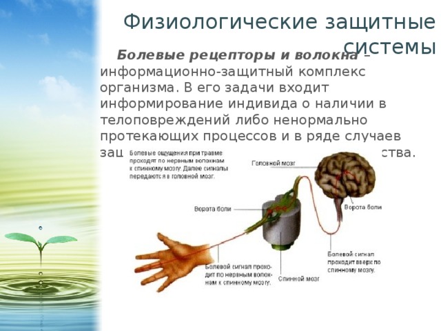 Физиологические защитные системы Болевые рецепторы и волокна – информационно-защитный комплекс организма. В его задачи входит информирование индивида о наличии в телоповреждений либо ненормально протекающих процессов и в ряде случаев защита от нежелательного вмешательства. 