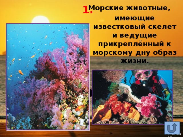 1. Морские животные, имеющие известковый скелет и ведущие прикреплённый к морскому дну образ жизни. 