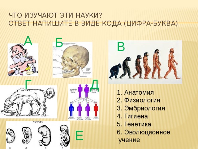 6 место человека. Эволюционная генетика. Место человека в системе органического мира схема. Место человека в системе органического мира Лабиринт. Физиология анатомия эмбриология.