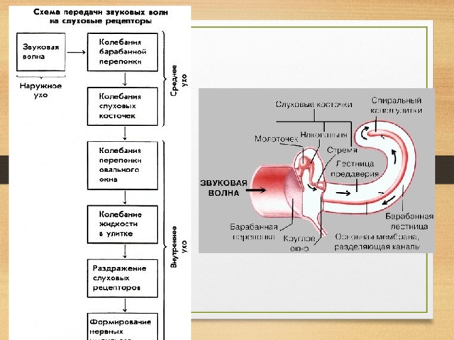 Последовательность звуковых колебаний по слуховым косточкам. Схема передачи звука. Последовательность передачи звука в слуховом анализаторе. Последовательность передачи информации в слуховом анализаторе. Последовательность передачи звуковой информации.