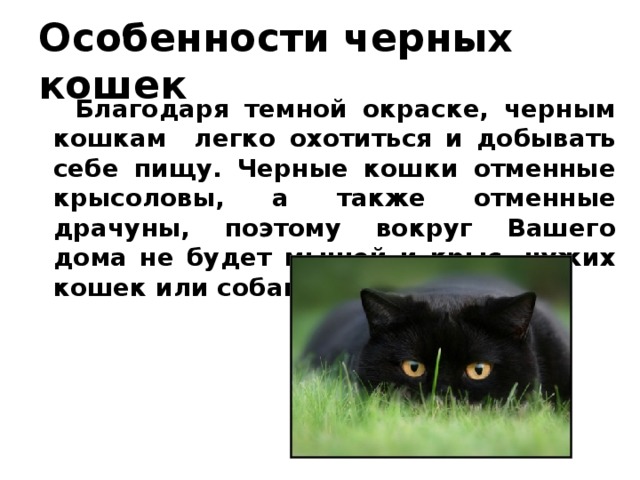 Снять черную кошку