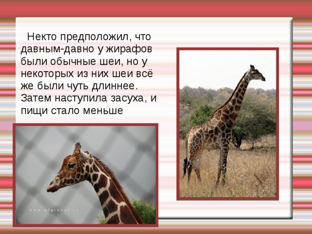 Некто предположил, что давным-давно у жирафов были обычные шеи, но у некоторых из них шеи всё же были чуть длиннее. Затем наступила засуха, и пищи стало меньше 
