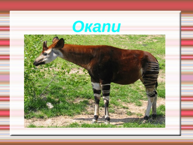 Окапи 