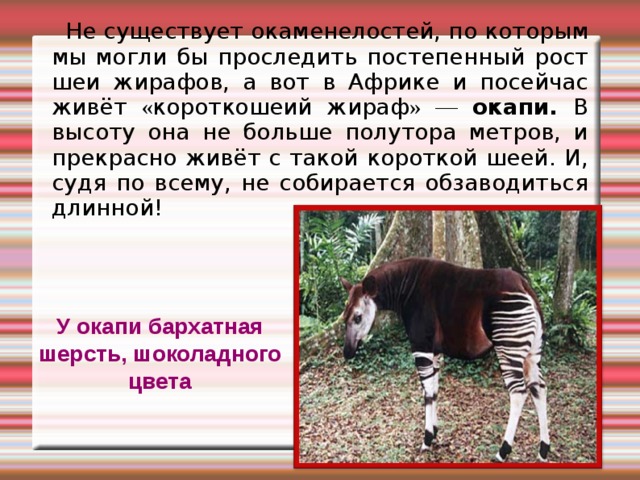 Не существует окаменелостей, по которым мы могли бы проследить постепенный рост шеи жирафов, а вот в Африке и посейчас живёт « короткошеий жираф »  —  окапи. В высоту она не больше полутора метров, и прекрасно живёт с такой короткой шеей. И, судя по всему, не собирается обзаводиться длинной! У окапи бархатная шерсть, шоколадного цвета 