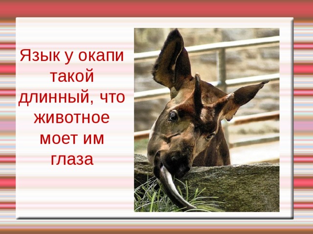Язык у окапи такой длинный, что животное моет им глаза 