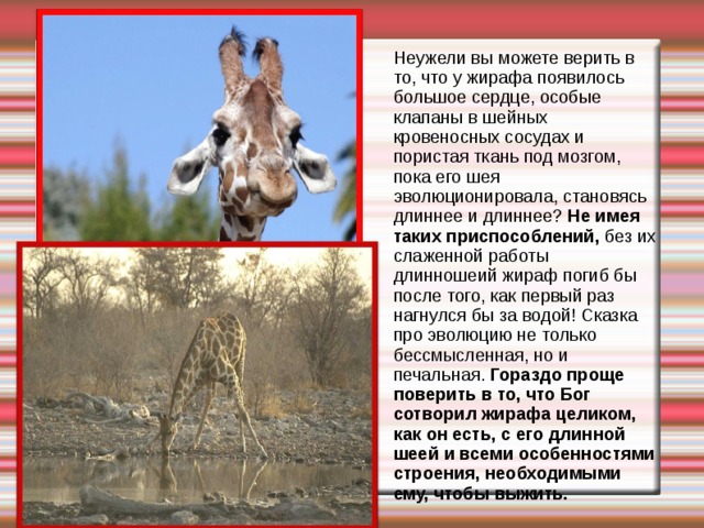 Неужели вы можете верить в то, что у жирафа появилось большое сердце, особые клапаны в шейных кровеносных сосудах и пористая ткань под мозгом, пока его шея эволюционировала, становясь длиннее и длиннее? Не имея таких приспособлений, без их слаженной работы длинношеий жираф погиб бы после того, как первый раз нагнулся бы за водой! Сказка про эволюцию не только бессмысленная, но и печальная. Гораздо проще поверить в то, что Бог сотворил жирафа целиком, как он есть, с его длинной шеей и всеми особенностями строения, необходимыми ему, чтобы выжить. 