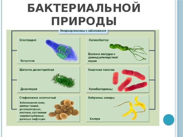 Пищевые отравления бактериальной природы 