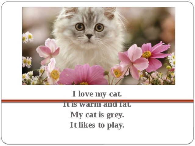 I love my cat.  It is warm and fat.  My cat is grey.  It likes to play.