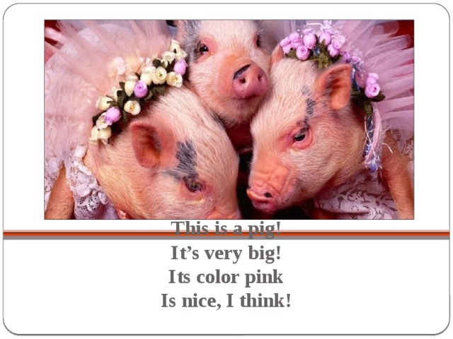 This is a pig!  It’s very big!  Its color pink  Is nice, I think!