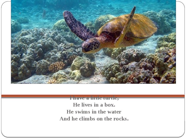 I have a little turtle,  He lives in a box.  He swims in the water  And he climbs on the rocks.