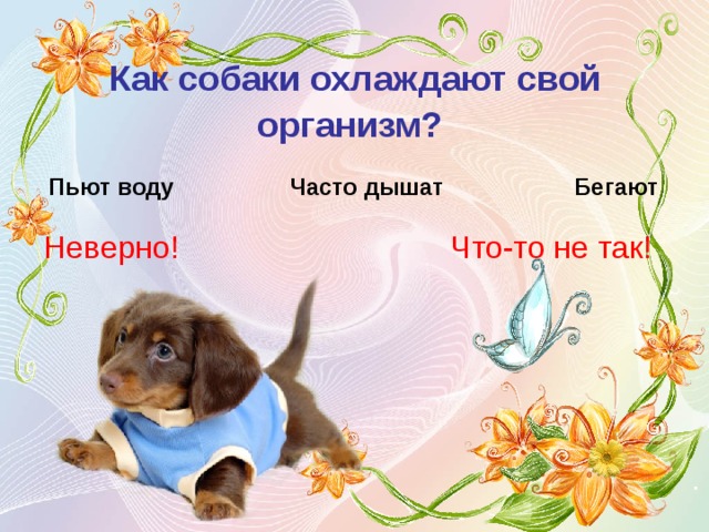 Как собаки охлаждают свой организм?  Пьют воду Часто дышат  Бегают Неверно! Что-то не так!  