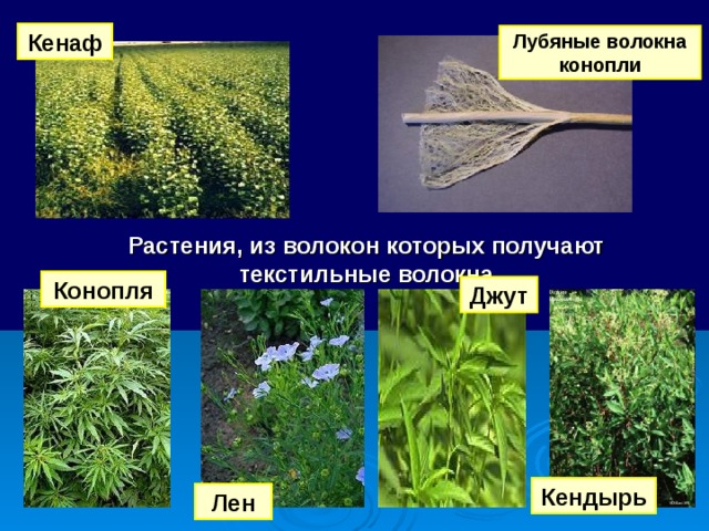 Кенаф Лубяные волокна конопли Растения, из волокон которых получают текстильные волокна Конопля Джут Кендырь Лен 