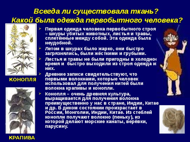 Всегда ли существовала ткань?  Какой была одежда первобытного человека?   Первая одежда человека первобытного строя – шкуры убитых животных, листья и травы, сплетённые между собой. Эта одежда была неудобной. Летом в шкурах было жарко, они быстро загрязнялись, были жёсткими и грубыми. Листья и травы не были пригодны в холодное время и быстро выходили из строя одежда из них. Древние записи свидетельствуют, что первыми волокнами, которые человек использовал для получения нитей были волокна крапивы и конопли. Конопля – очень древняя культура, выращивается для получения волокна преимущественно у нас в стране, Индии, Китае и др. В диком состоянии произрастает в России, Монголии, Индии, Китае. Из стеблей конопли получают волокно (пеньку), из которой делают морские канаты, верёвки, парусину.  КОНОПЛЯ КРАПИВА 