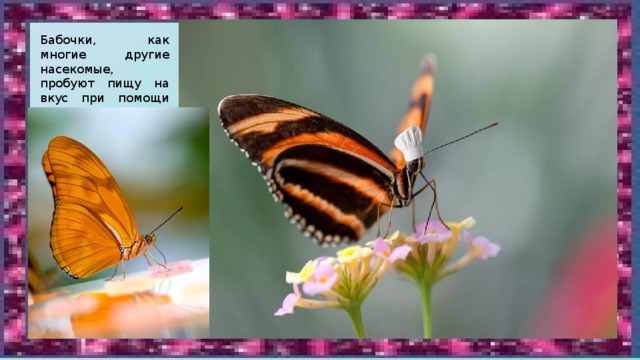 Бабочки, как многие другие насекомые, пробуют пищу на вкус при помощи задних лапок.    