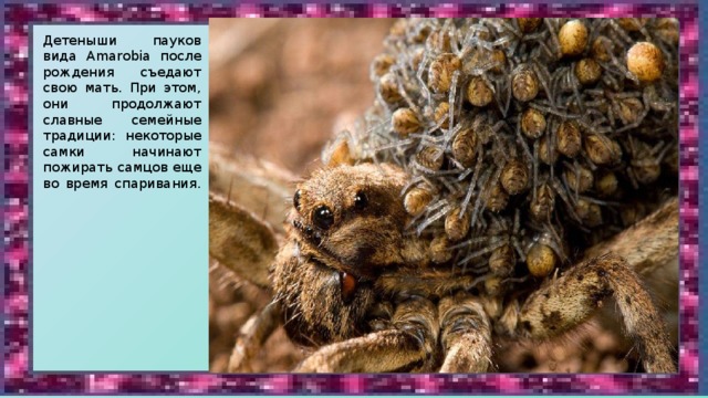 Детеныши пауков вида Amarobia после рождения съедают свою мать. При этом, они продолжают славные семейные традиции: некоторые самки начинают пожирать самцов еще во время спаривания.    