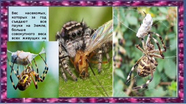 Вес насекомых, которых за год съедают все пауки на Земле, больше совокупного веса всех живущих на планете людей.    