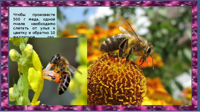 Чтобы произвести 500 г меда, одной пчеле необходимо слетать от улья к цветку и обратно 10 миллионов раз.    
