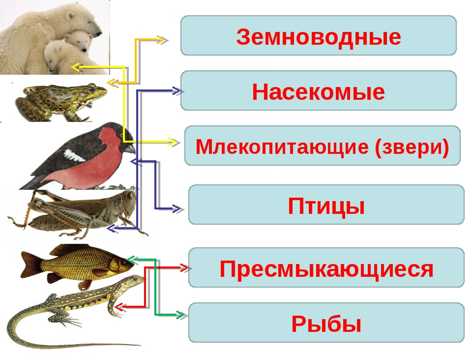 Схема живое существо. Млекопитающие и пресмыкающиеся и земноводные. Рыбы земноводные пресмыкающиеся птицы. Земноводные птицы млекопитающие. Насекомых, земноводных, пресмыкающихся, птиц, млекопитающих.