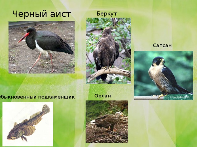Черный аист Беркут Сапсан Орлан Обыкновенный подкаменщик 