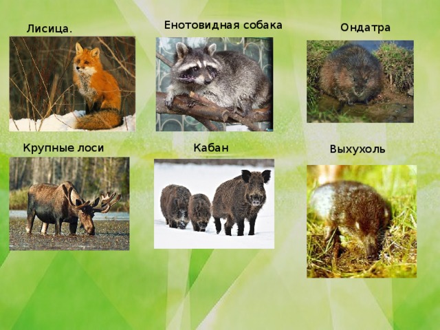 Енотовидная собака Ондатра Лисица. Крупные лоси Кабан Выхухоль 