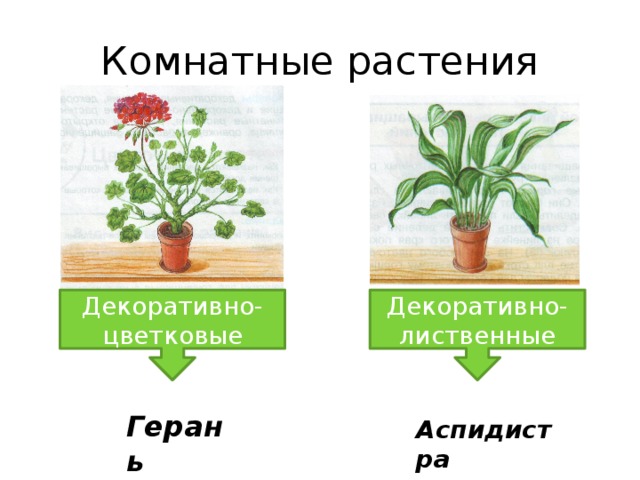 Комнатные растения Декоративно- Декоративно- цветковые лиственные Герань Аспидистра 