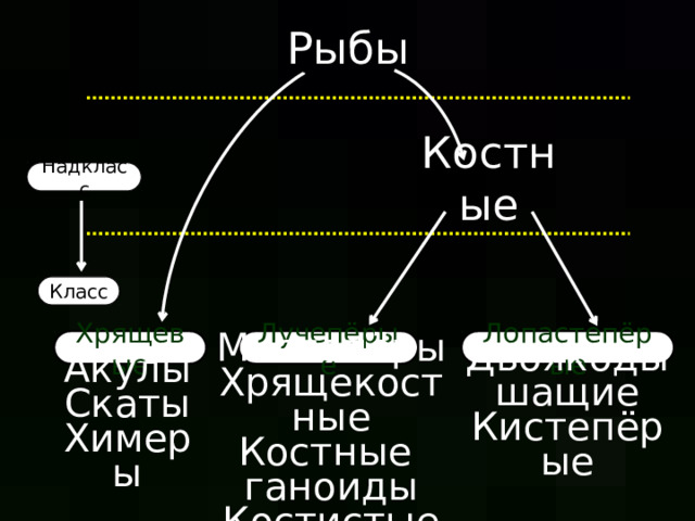 Рыбы Костные Надкласс Класс Лопастепёрые Лучепёрые Хрящевые Многопёры Акулы Двоякодышащие Хрящекостные Скаты Кистепёрые Химеры Костные ганоиды Костистые  