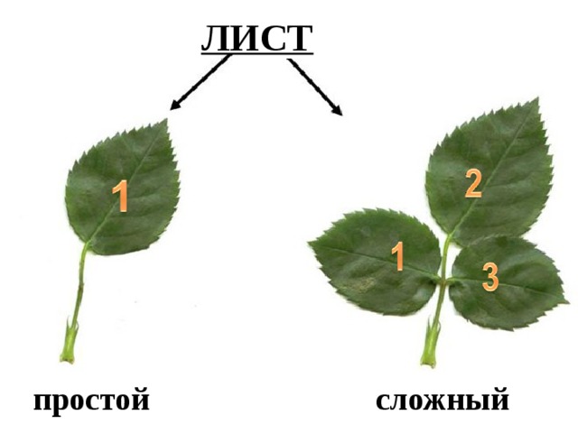 Части листа схема