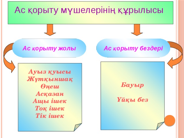 Ас қорыту жүйесі презентация