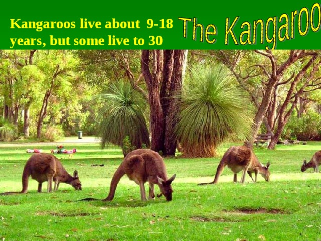 Kangaroos live about 9-18 years, but some live to 30 years. 