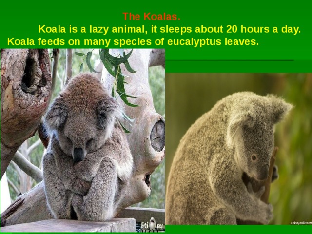 The Koalas.  Koala is a lazy animal, it sleeps about 20 hours a day. Koala feeds on many species of eucalyptus leaves. 