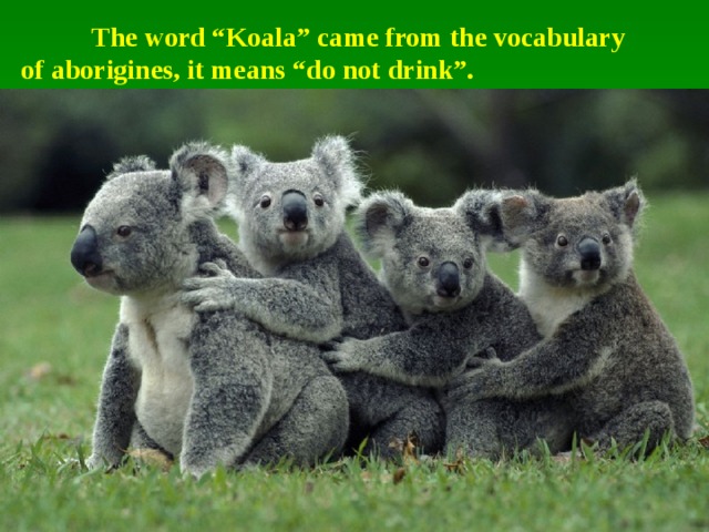  The word “Koala” came from the vocabulary of aborigines, it means “do not drink”. 