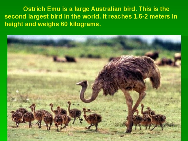  Ostrich Emu is a large Australian bird. This is the second largest bird in the world. It reaches 1.5-2 meters in height and weighs 60 kilograms. 