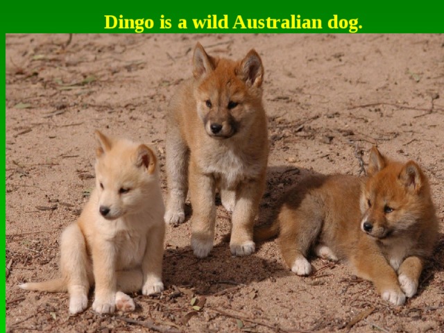 Dingo is a wild Australian dog. 