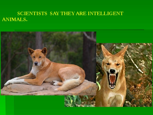  SCIENTISTS  SAY THEY ARE INTELLIGENT ANIMALS. 