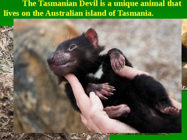  The Tasmanian Devil is a unique animal that lives on the Australian island of Tasmania. 