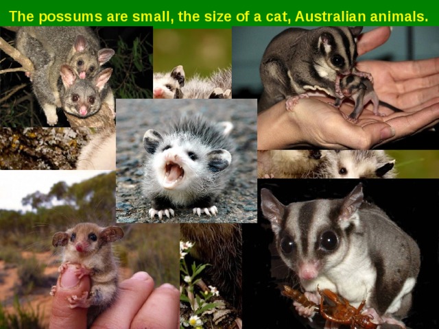 The possums are small, the size of a cat, Australian animals. 