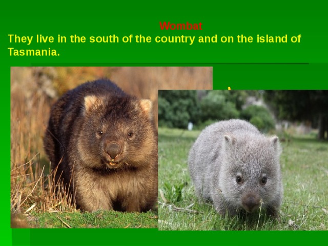  Wombat  They live in the south of the country and on the island of Tasmania. 
