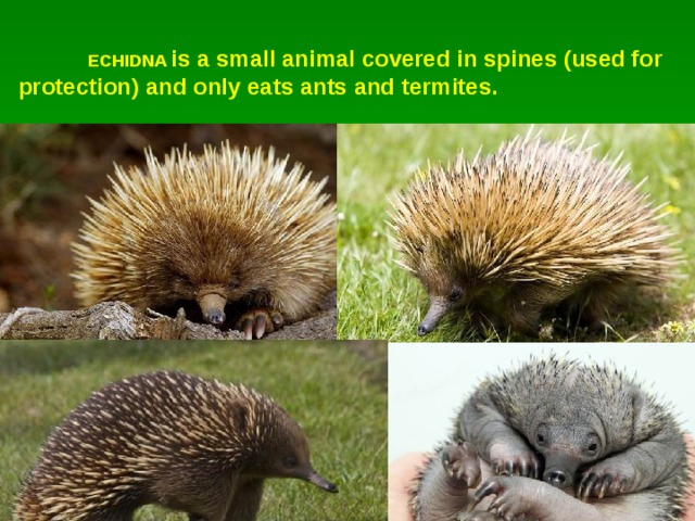  ECHIDNA  is a small animal covered in spines (used for protection) and only eats ants and termites. 